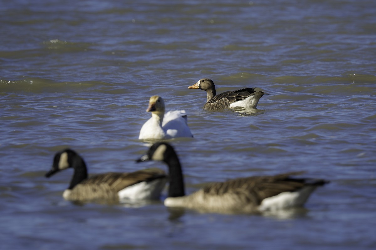 Манхин галуу - ML643752754