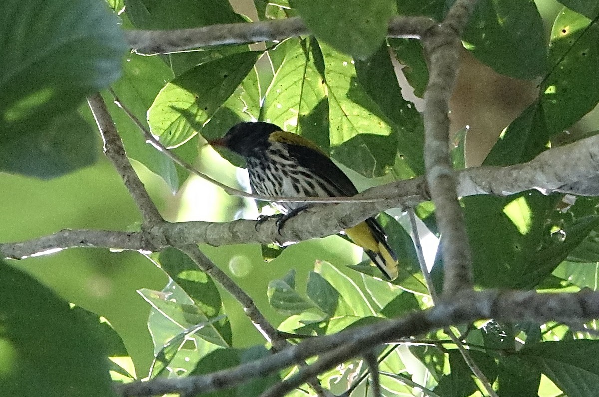 Ventriloquial Oriole - ML643752786