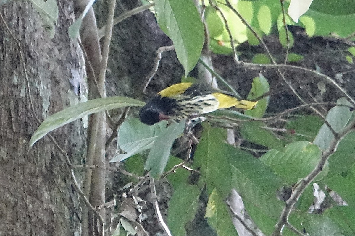 Ventriloquial Oriole - ML643752787