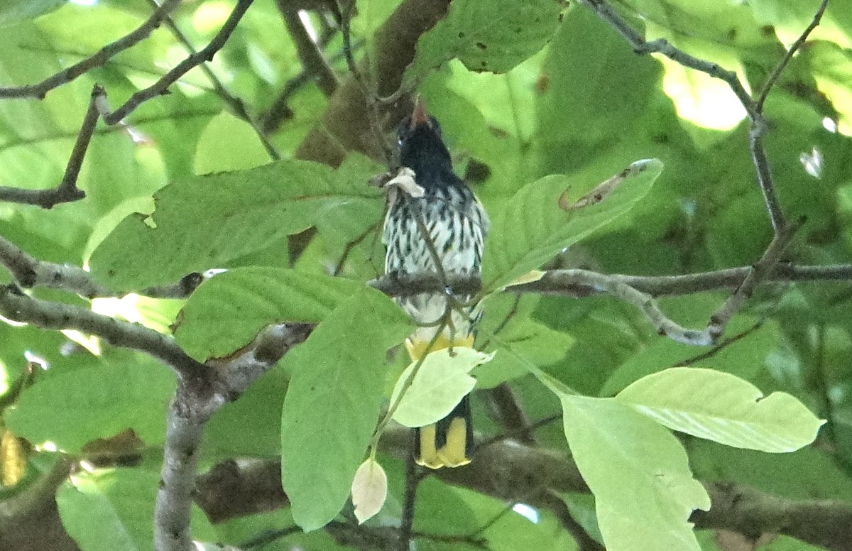 Ventriloquial Oriole - ML643752788