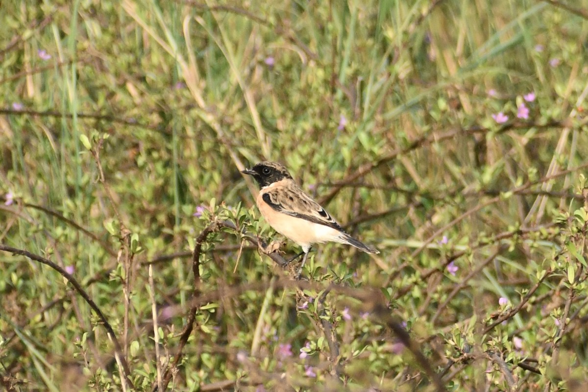 Pallasschwarzkehlchen - ML643752789