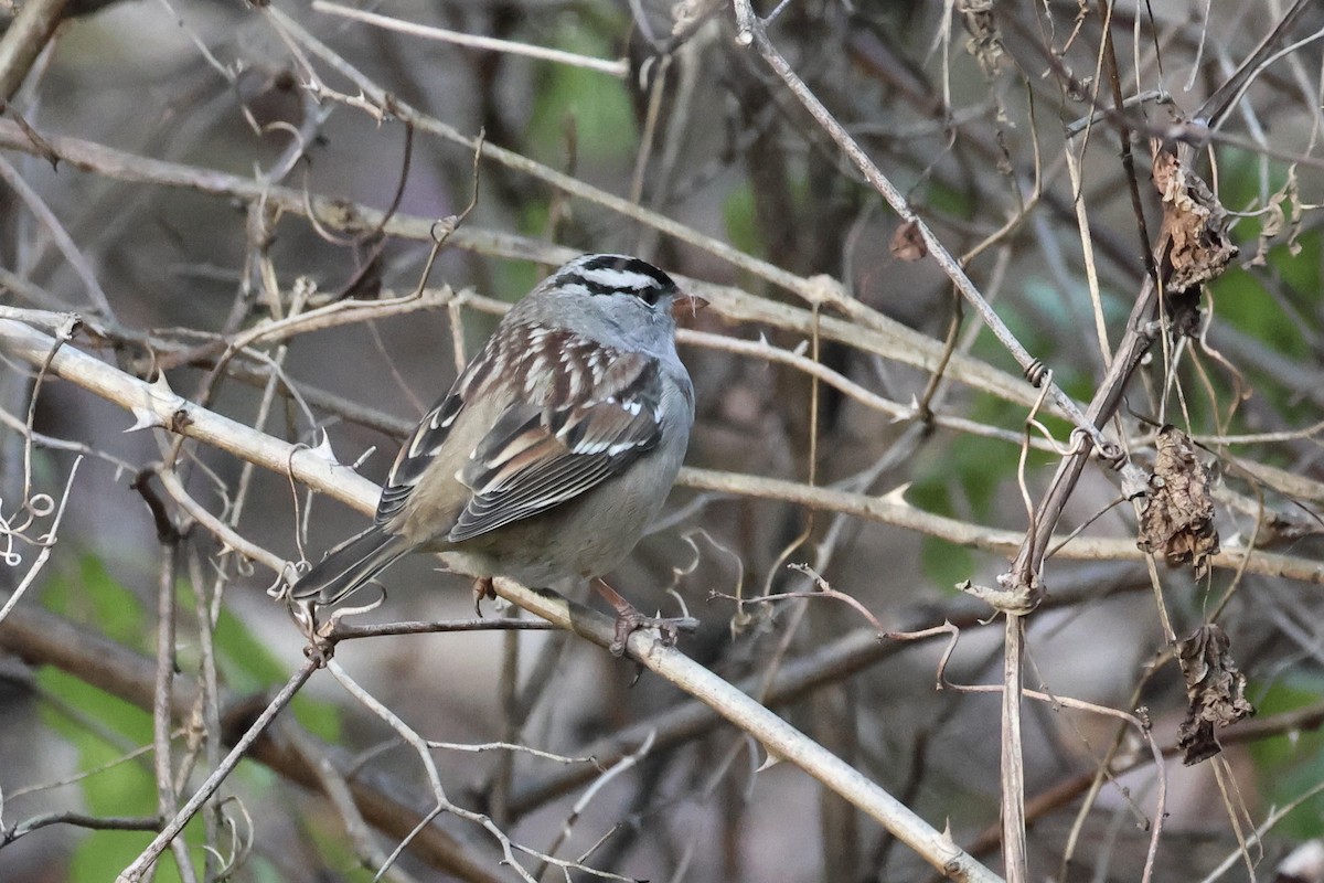 White-crowned Sparrow - ML643752792