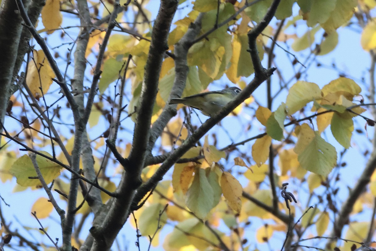 Blue-headed Vireo - ML643752808