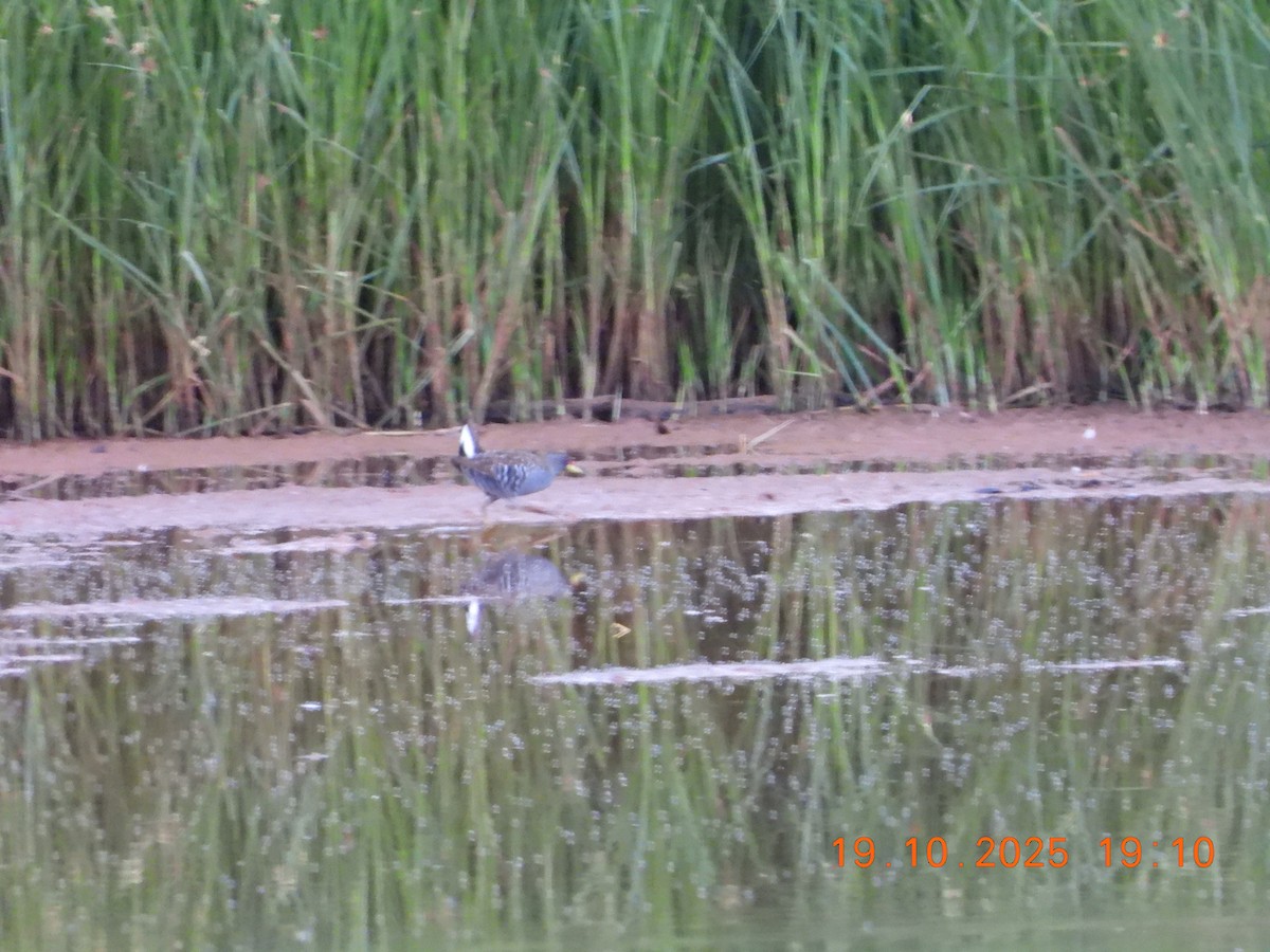 ミナミヒメクイナ - ML643752809