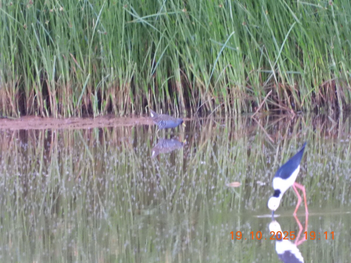 ミナミヒメクイナ - ML643752810