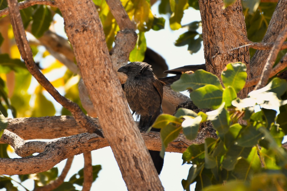 Apostlebird - ML643752811