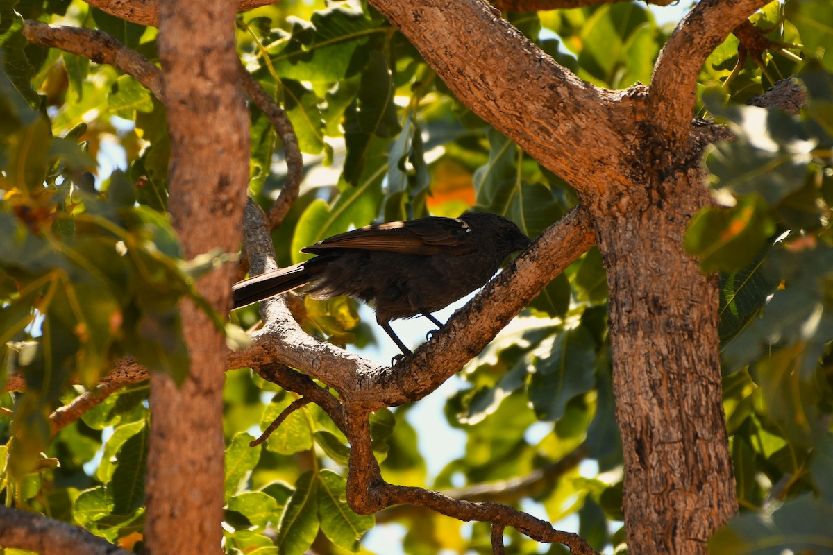 Apostlebird - ML643752812