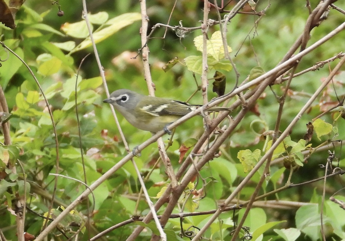 Graukopfvireo - ML643752834