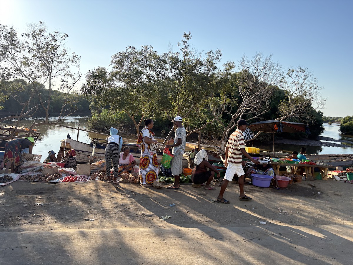 Madagaskarzwergfischer - ML643752838