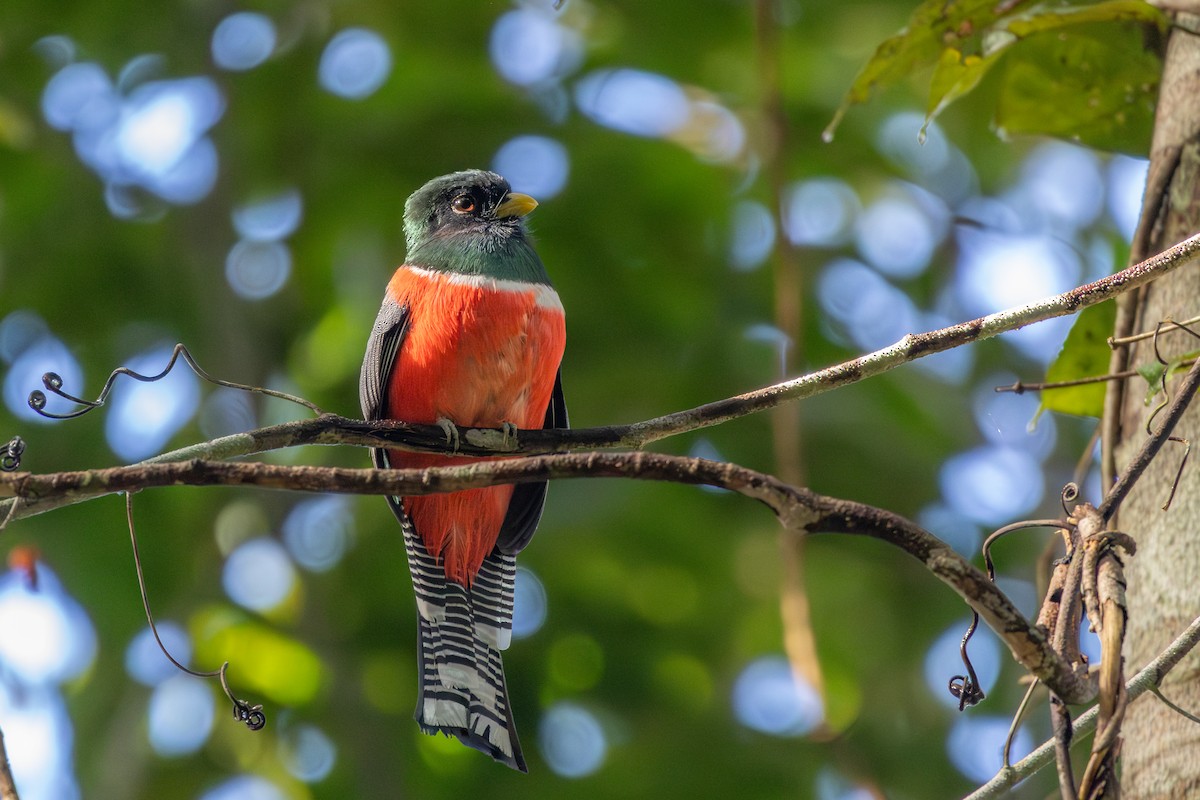 Collared Trogon - ML643752845