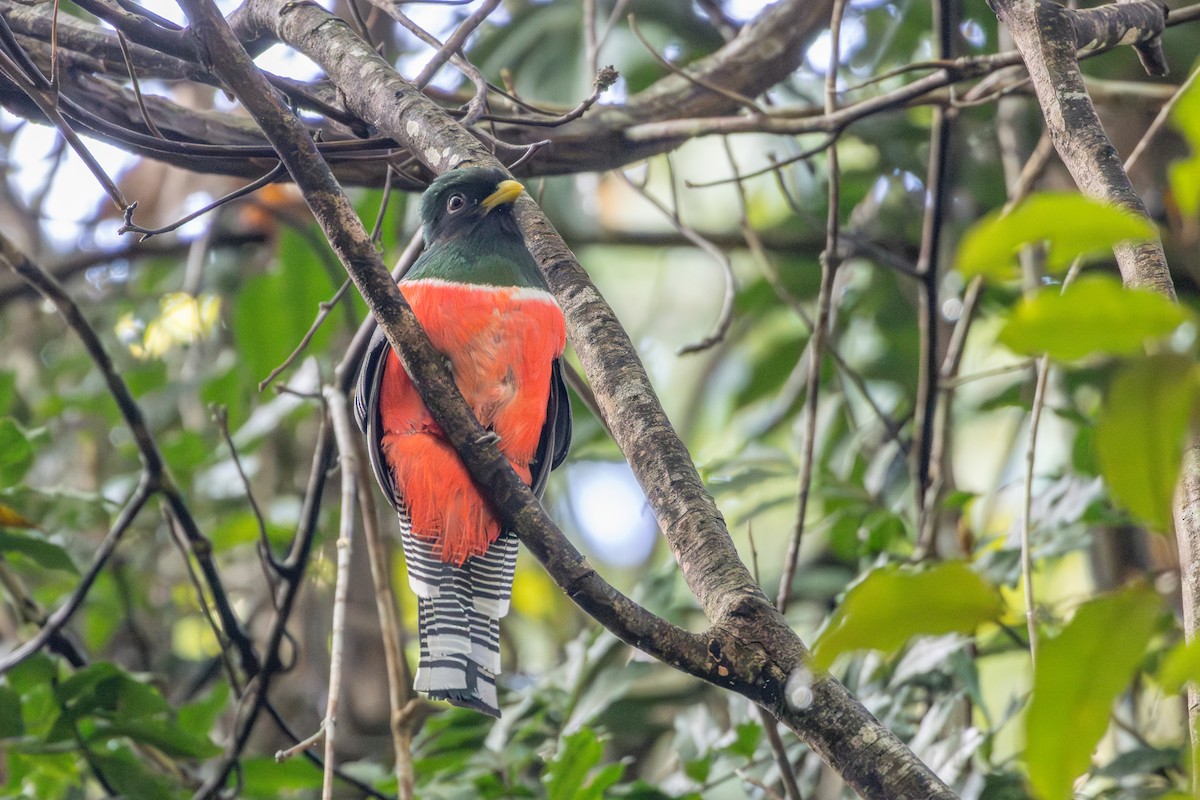 Collared Trogon - ML643752846
