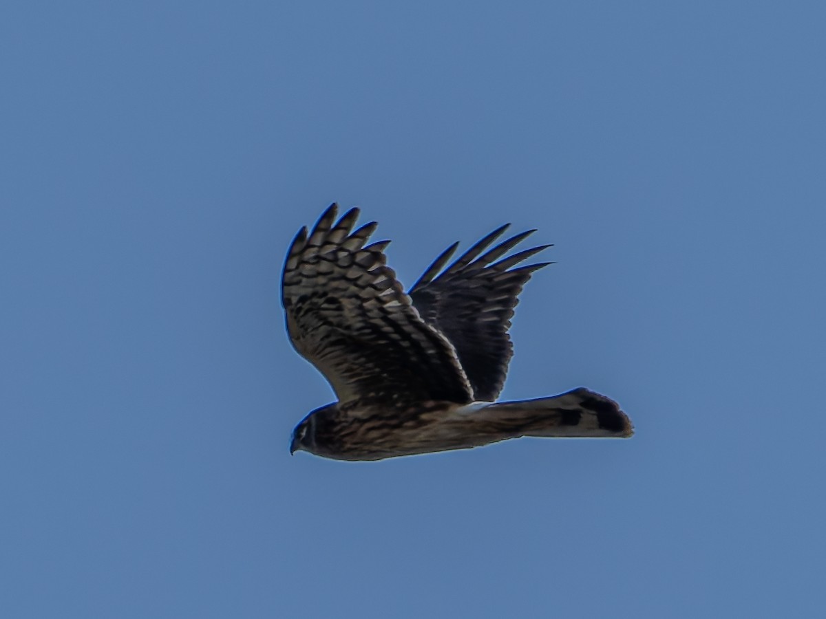 灰澤鵟 - ML643752847