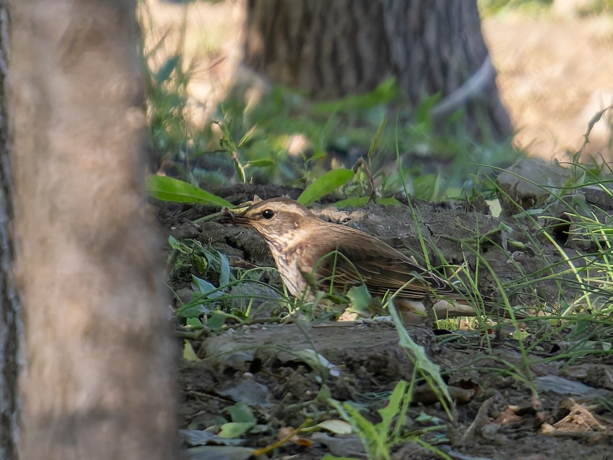 白眉鶇 - ML643752851