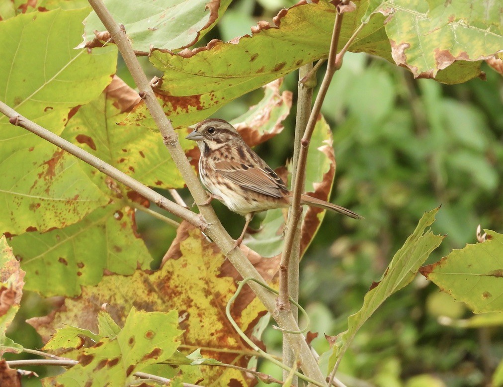 Song Sparrow - ML643752858