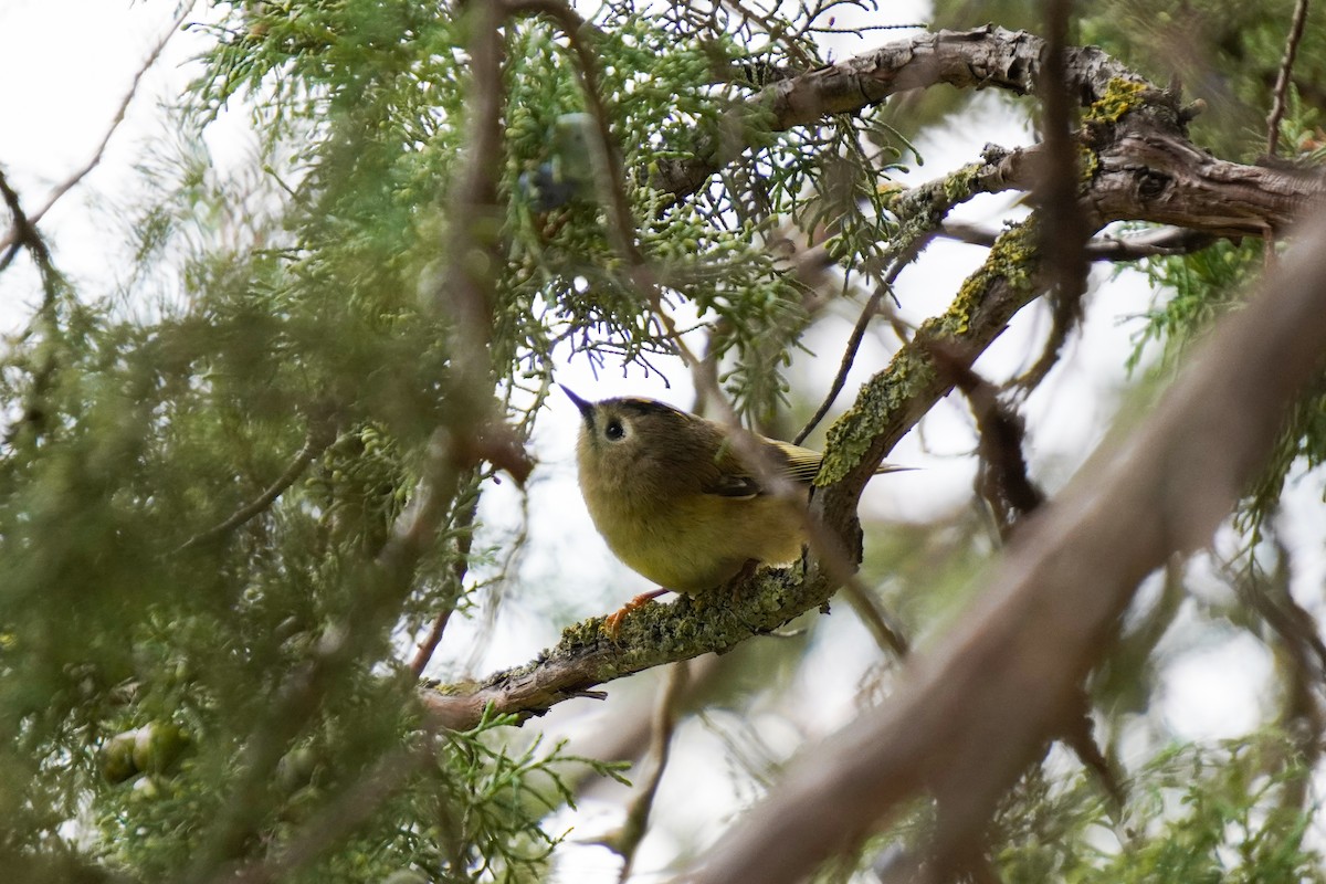 králíček obecný - ML643752861