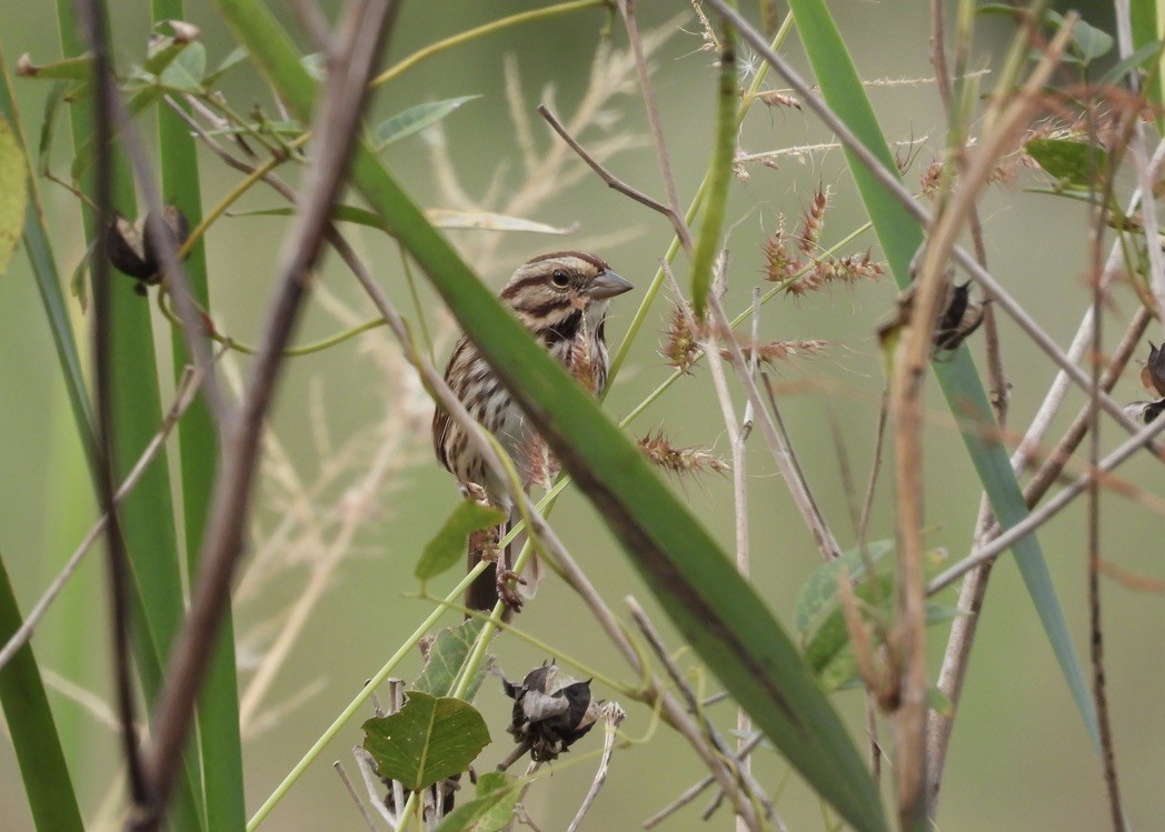 Song Sparrow - ML643752866
