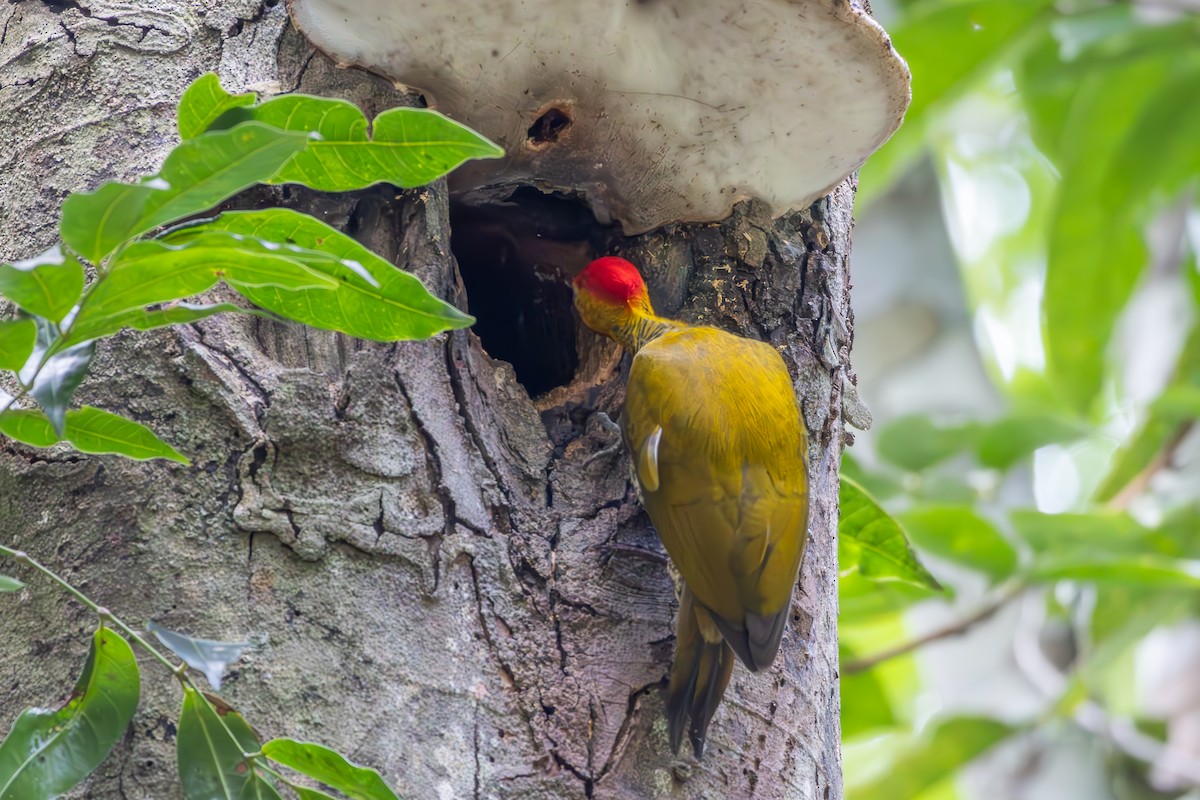 Yellow-throated Woodpecker - ML643752872
