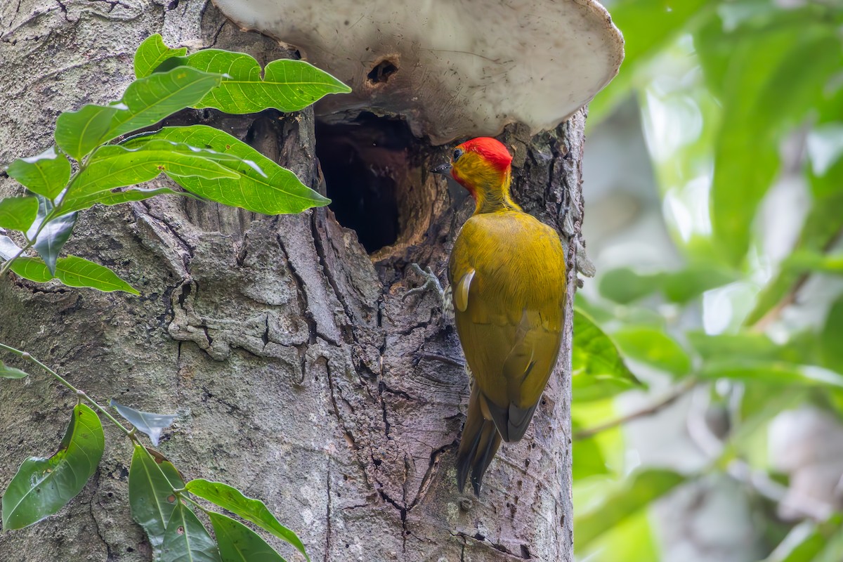 Yellow-throated Woodpecker - ML643752873