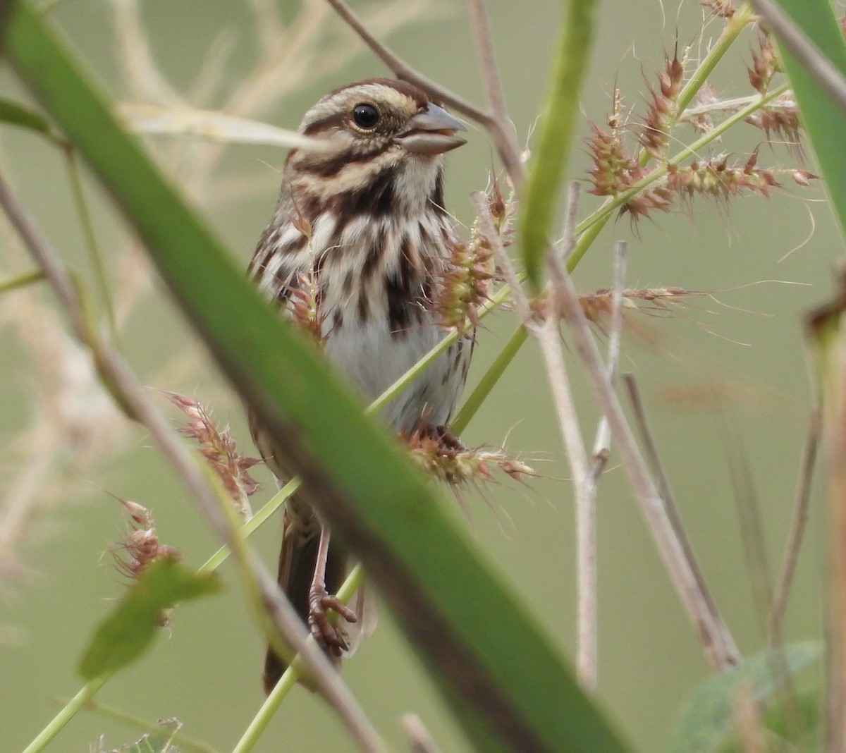Song Sparrow - ML643752874