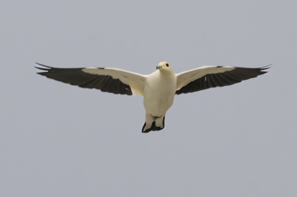 Pied Imperial-Pigeon - ML643752885
