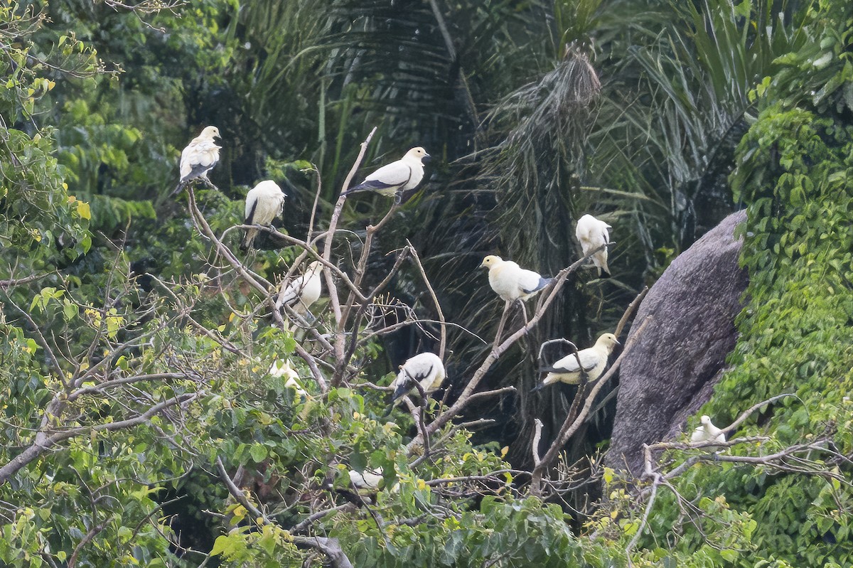 Pied Imperial-Pigeon - ML643752888
