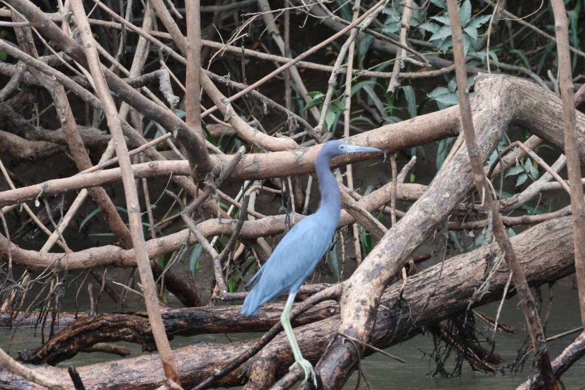 Little Blue Heron - ML643752889