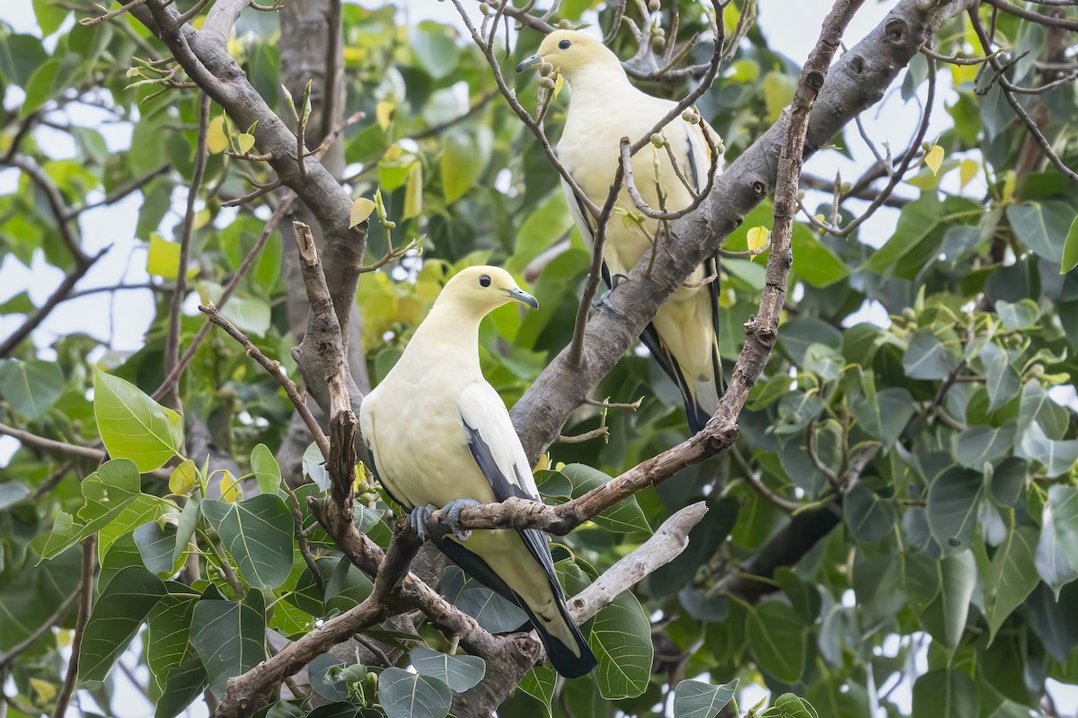 Pied Imperial-Pigeon - ML643752890