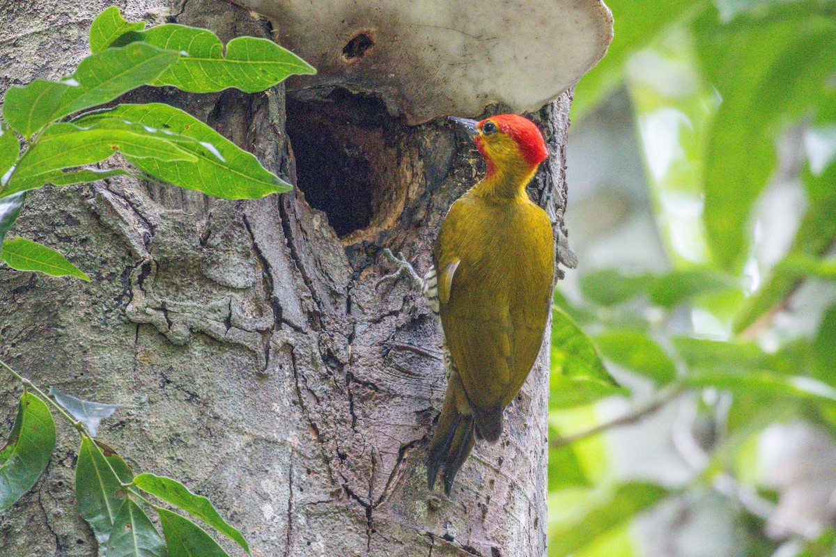 Yellow-throated Woodpecker - ML643752901