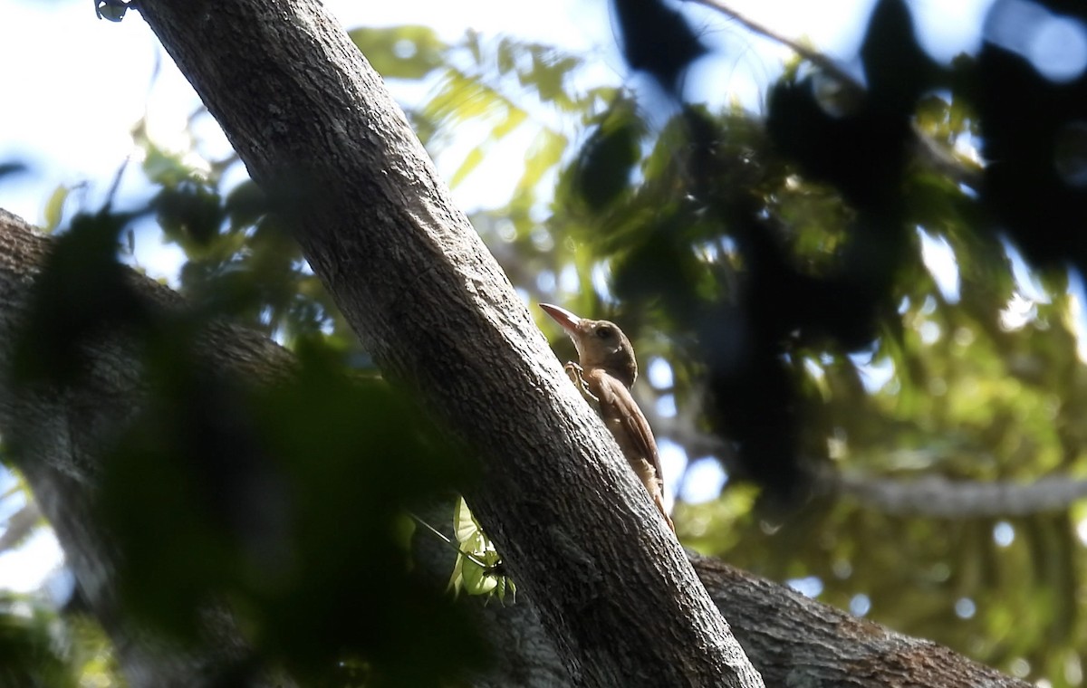 Uniform Woodcreeper - ML643752902