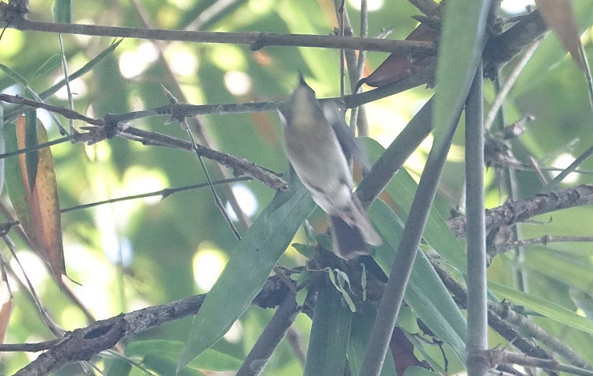 オリーブミツリンヒタキ - ML643752903