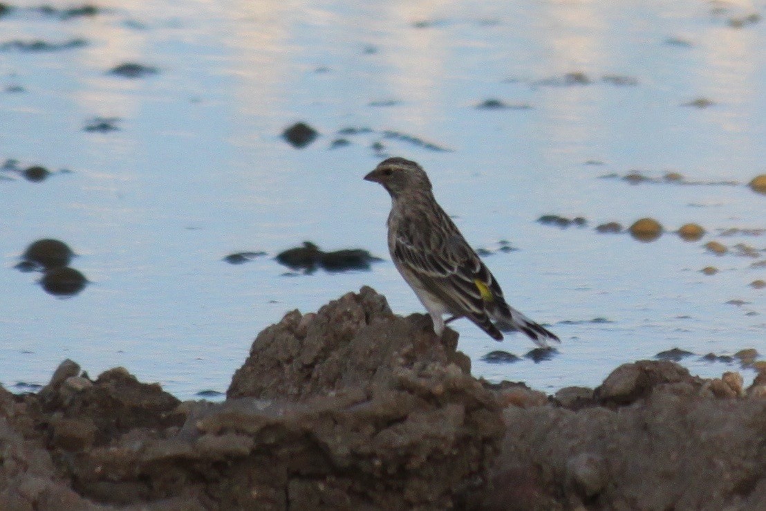 Black-throated Canary - ML643752908