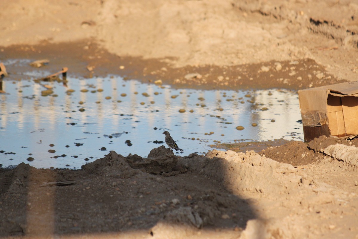 Black-throated Canary - ML643752912