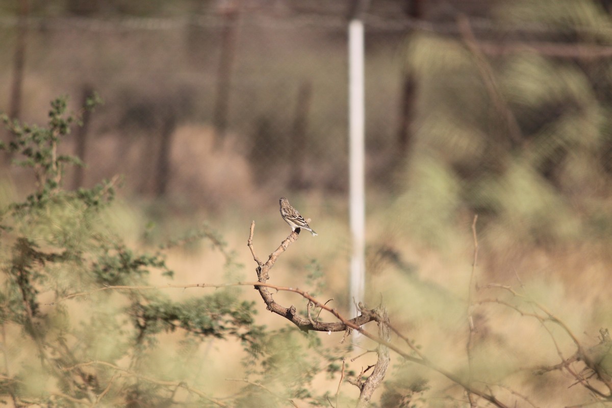 Black-throated Canary - ML643752914