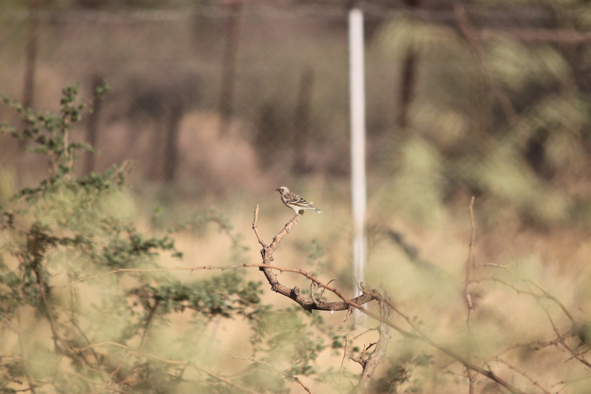 Black-throated Canary - ML643752915