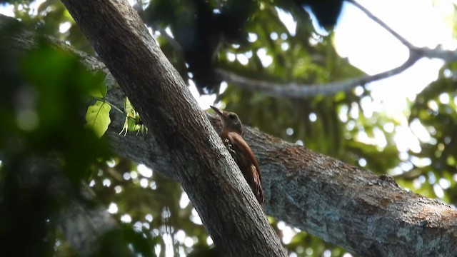 Uniform Woodcreeper - ML643752918