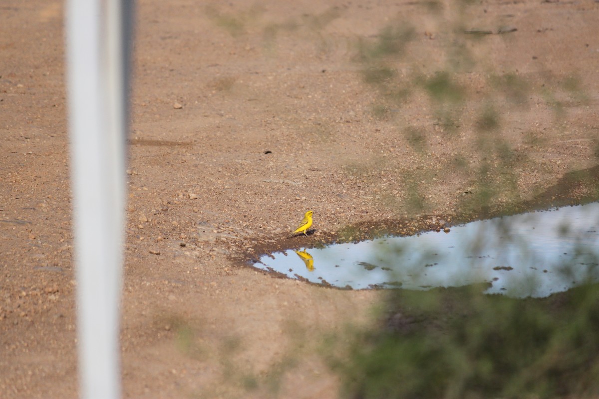 Sarı İskete - ML643752920