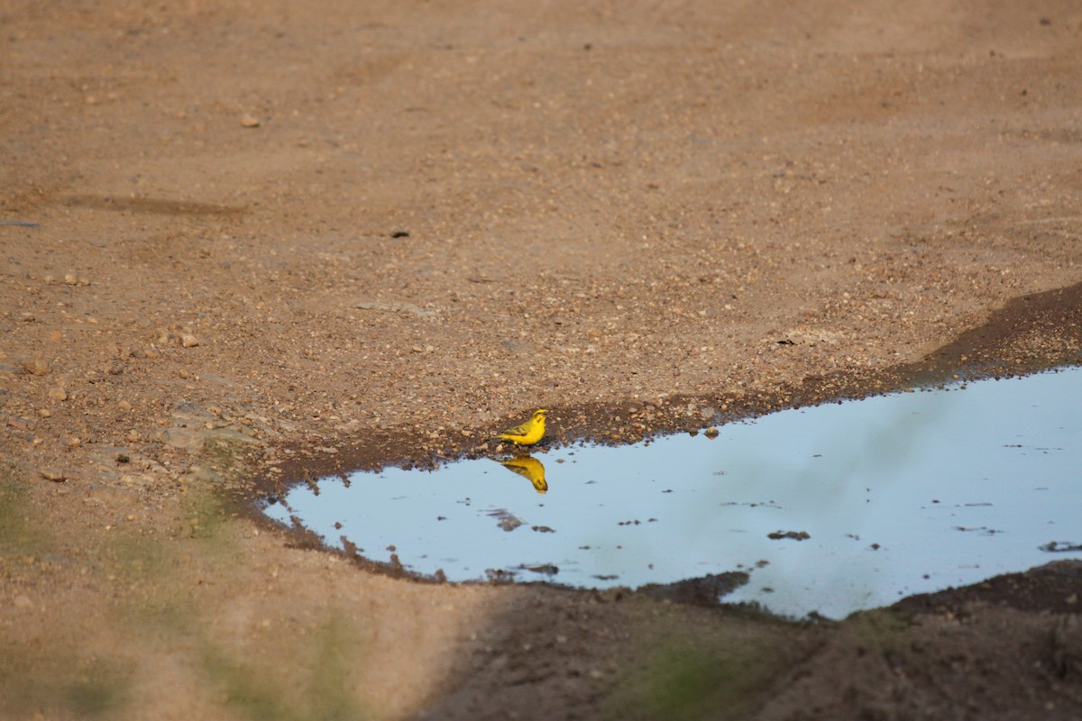 Sarı İskete - ML643752921