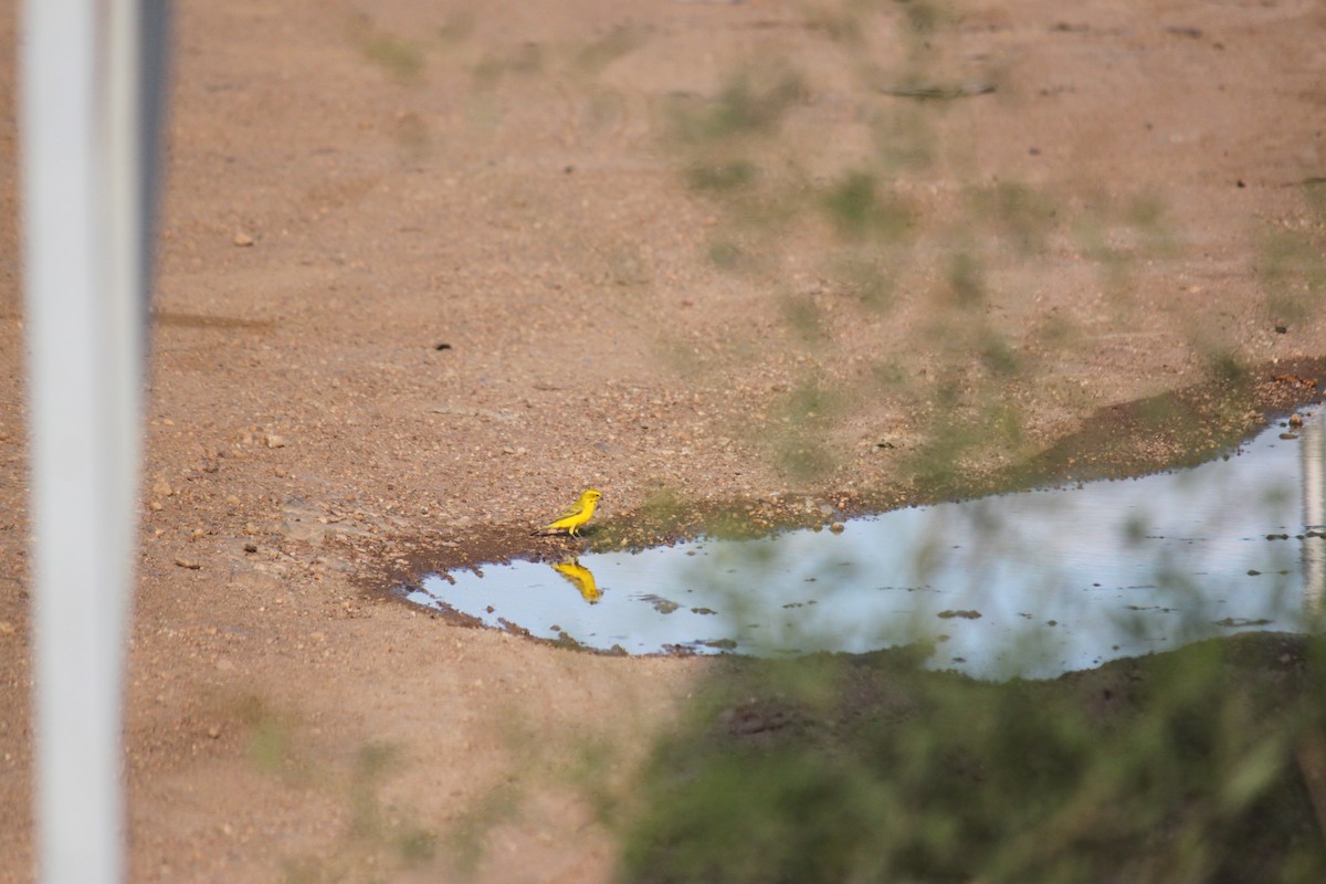 Sarı İskete - ML643752922