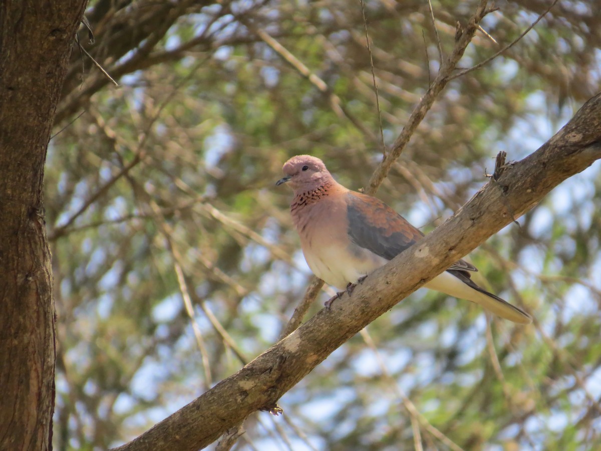 Өөдсөн хүүрзгэнэ - ML643752945