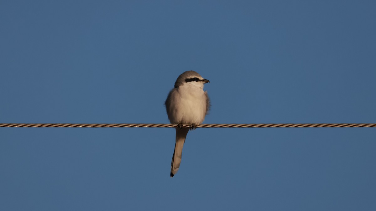 Chinese Gray Shrike - ML643752956