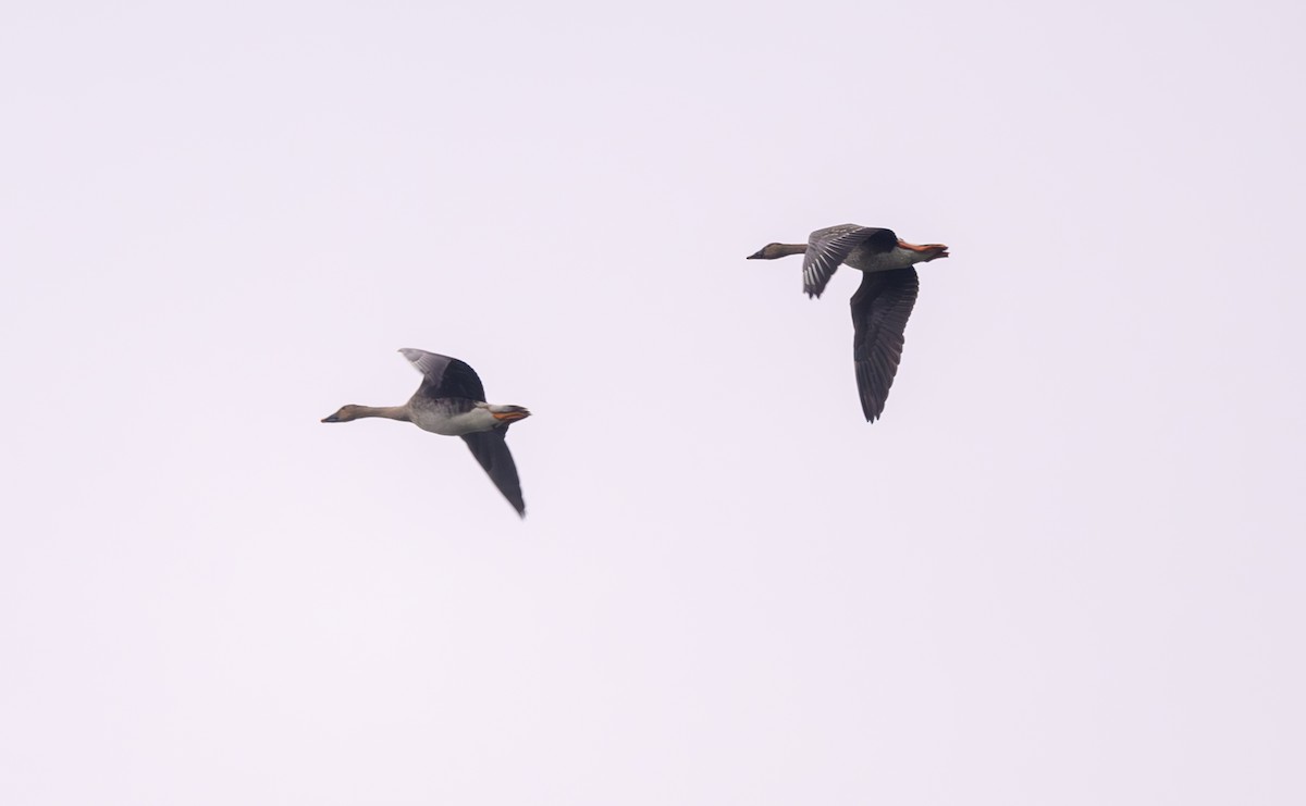 Taiga Bean-Goose - ML643752962