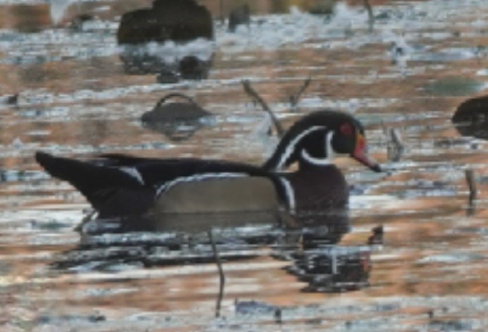Wood Duck - ML643752963