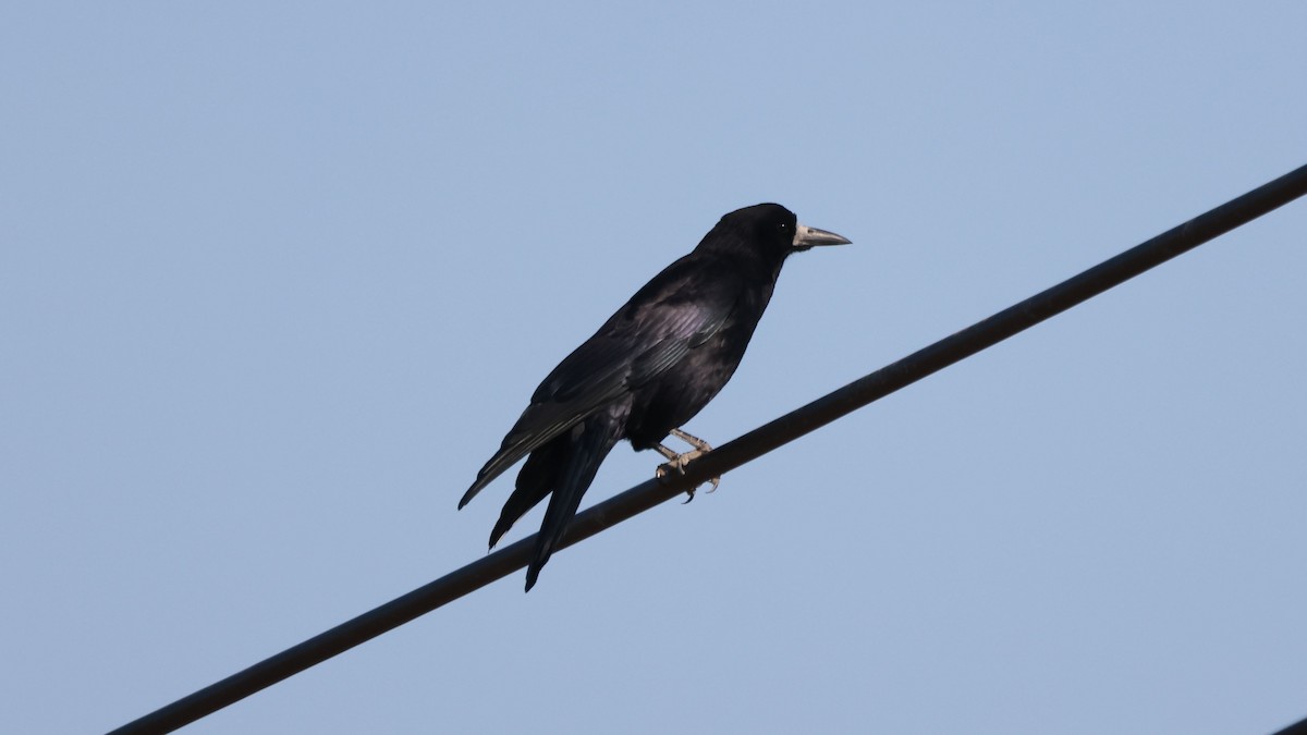 Corbeau freux - ML643752966
