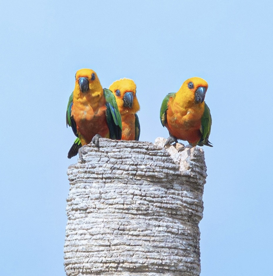 Jandaya Parakeet - ML643752980