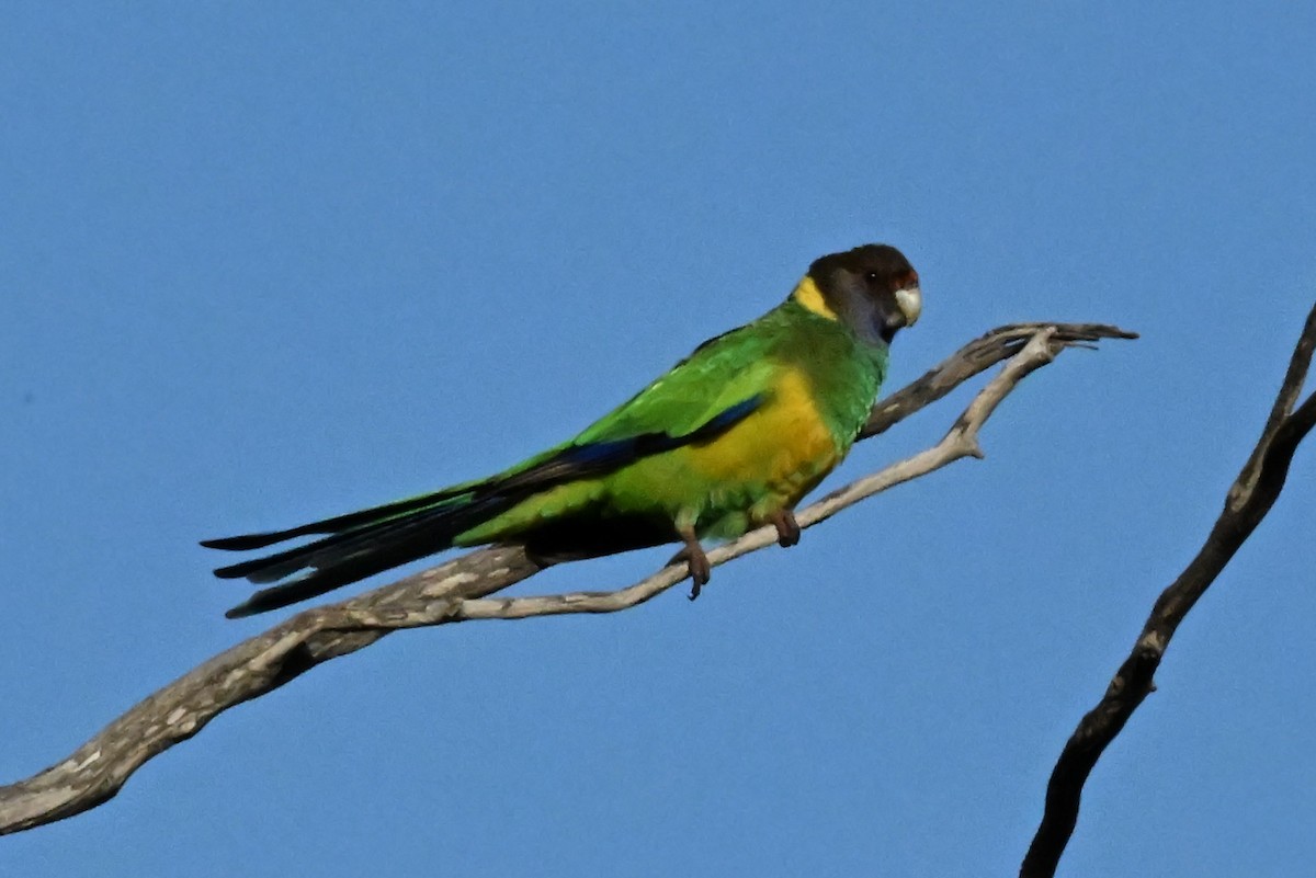 コダイマキエインコ - ML643752985