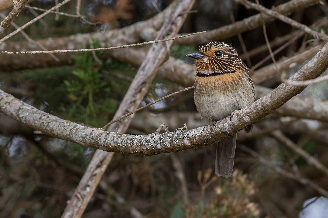 Crescent-chested Puffbird - ML643752991