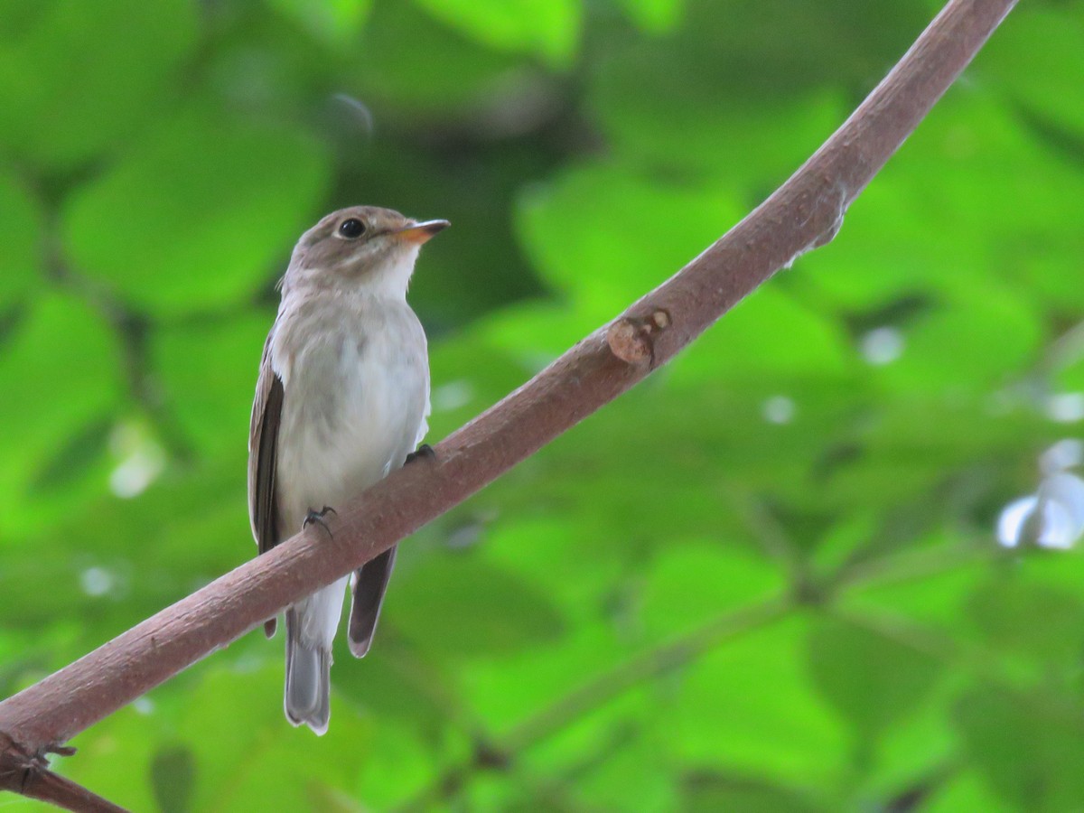 Asian Brown Flycatcher - ML643753050