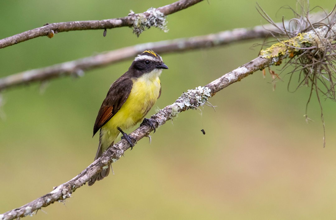 Rusty-margined Flycatcher - ML643753053