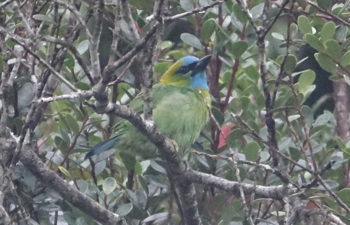 Golden-naped Barbet - ML643753055
