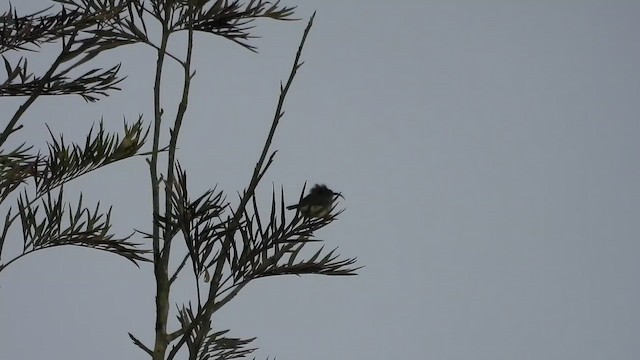 Loten's Sunbird - ML643753064